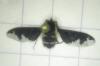 Hemipenthes maura